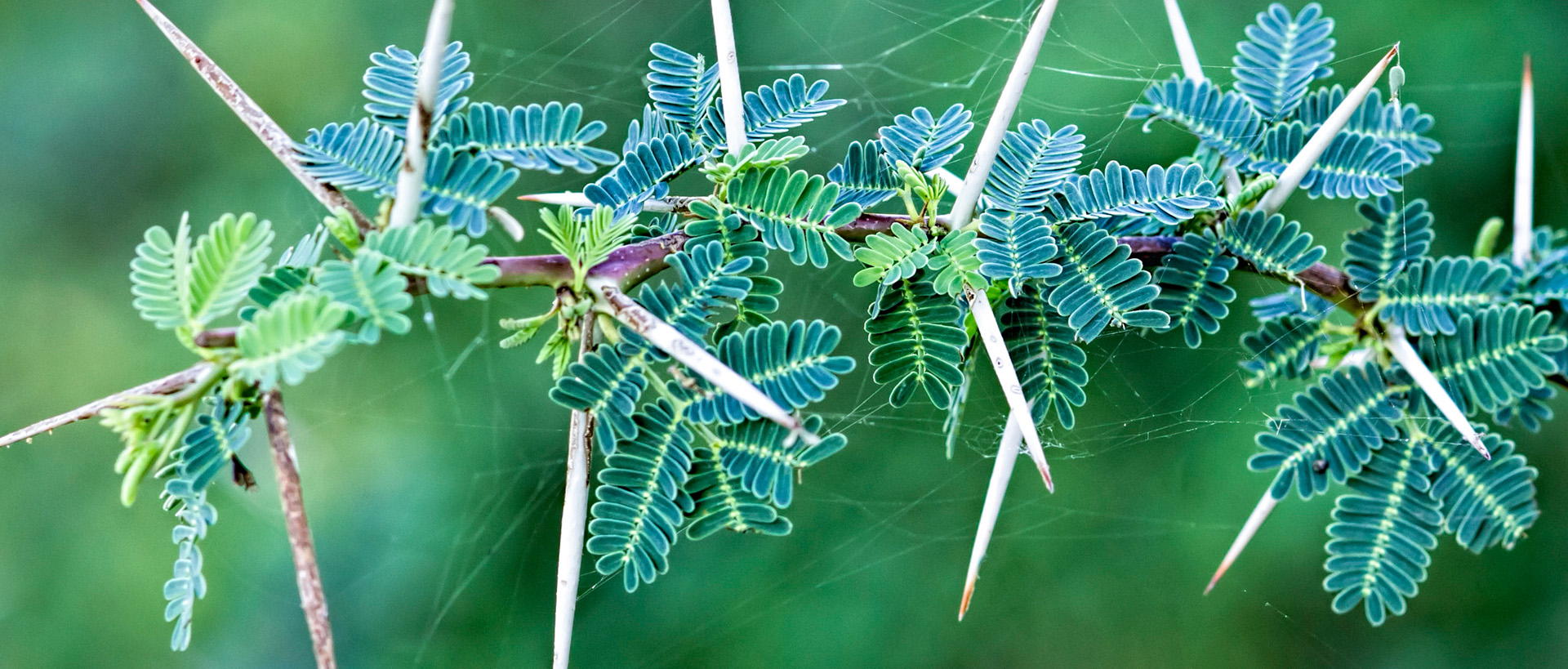 egyptian-acacia-zoo-barcelona